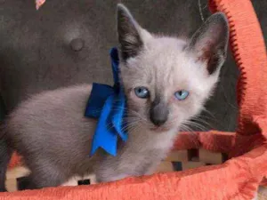 Gato raça Siames idade 2 a 6 meses nome Mimo