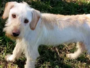 Cachorro raça SRD idade 7 a 11 meses nome Bidu