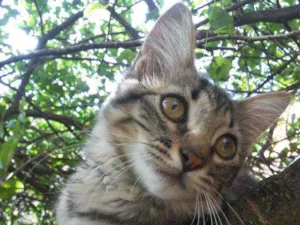 Gato raça Tigresa idade 2 a 6 meses nome Panterinha