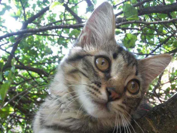 Gato ra a Tigresa idade 2 a 6 meses nome Panterinha