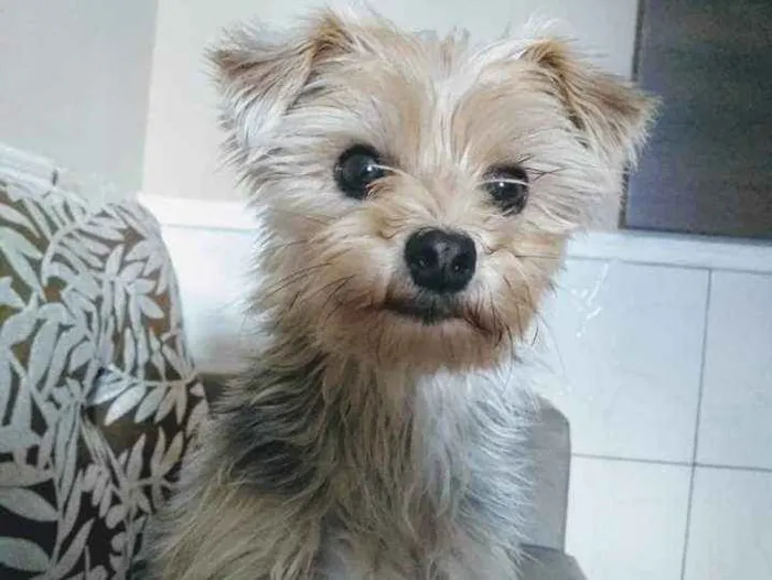 Cachorro ra a idade 2 a 6 meses nome Luna