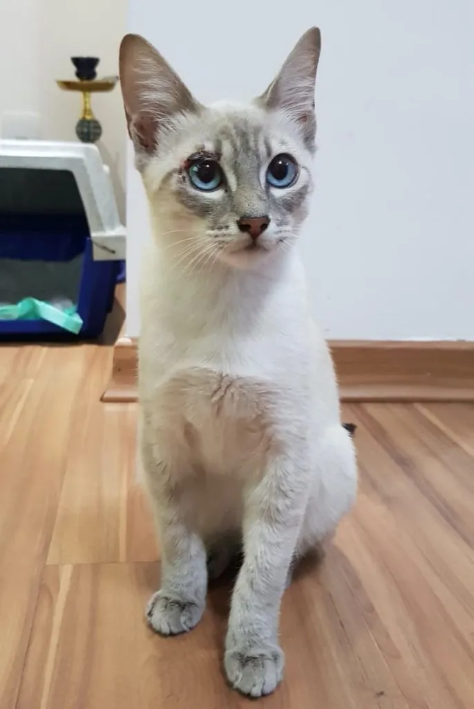 Gato ra a SRD idade 2 a 6 meses nome JULIE