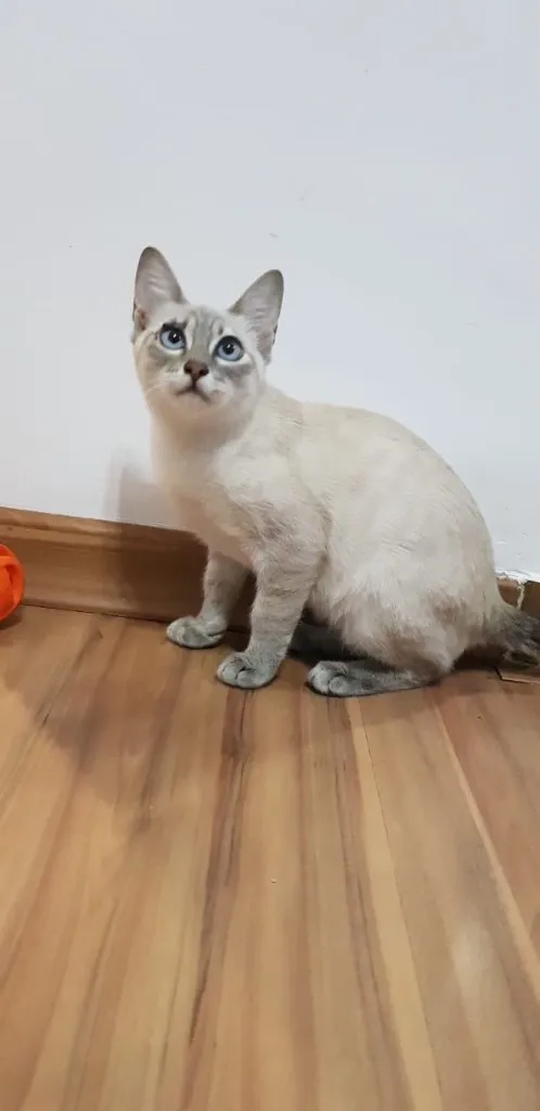 Gato ra a SRD idade 2 a 6 meses nome JULIE