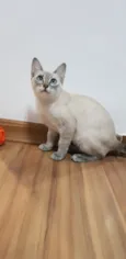 JULIE