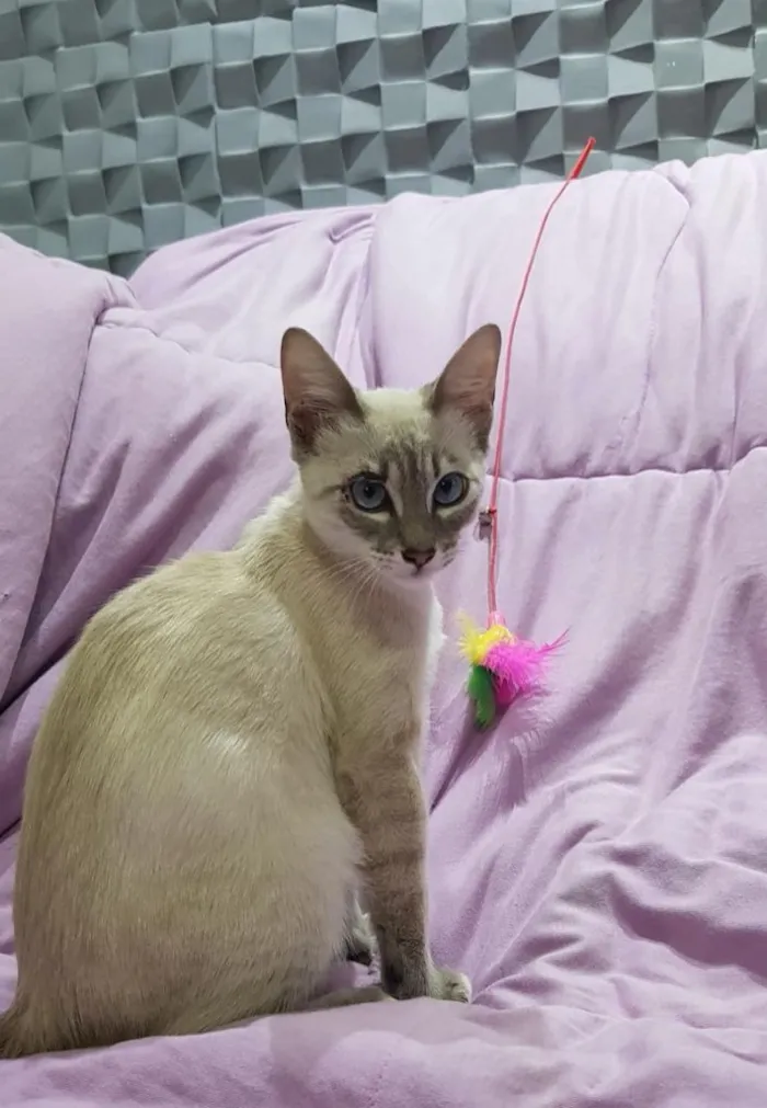 Gato ra a SRD idade 2 a 6 meses nome JULIE