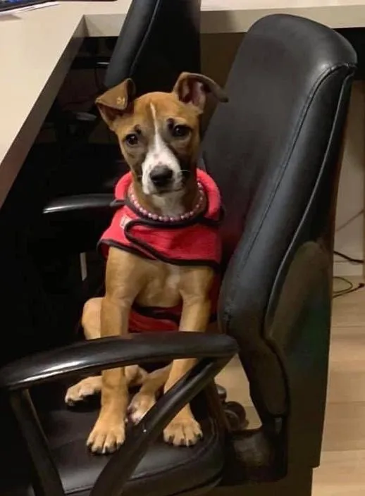 Cachorro ra a SRD idade 2 a 6 meses nome MINA