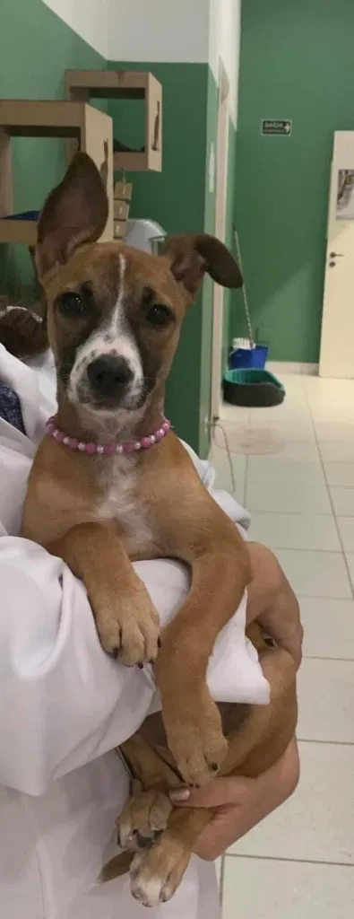 Cachorro ra a SRD idade 2 a 6 meses nome MINA