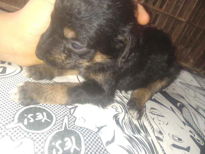 Cachorro ra a Indefinida idade Abaixo de 2 meses nome Não tem nome