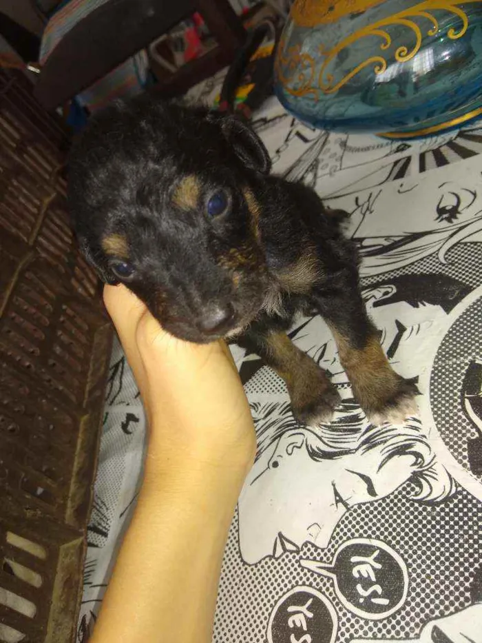 Cachorro ra a Indefinida idade Abaixo de 2 meses nome Não tem nome
