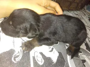 Cachorro raça Indefinida idade Abaixo de 2 meses nome Não tem nome