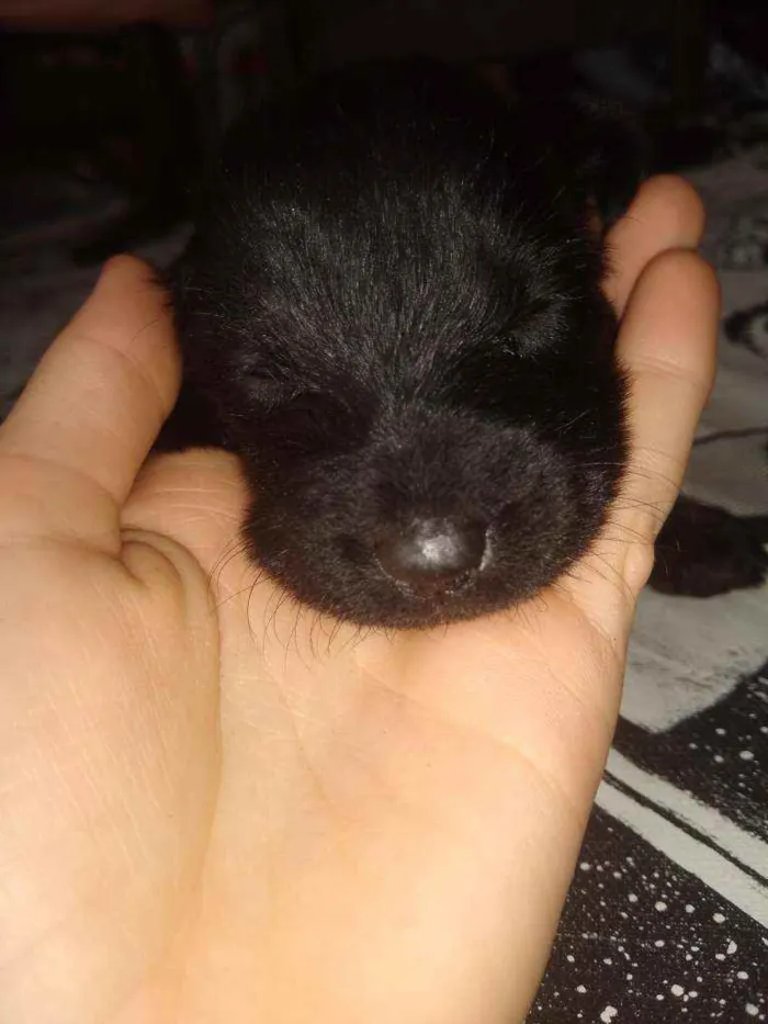 Cachorro ra a Indefinida idade Abaixo de 2 meses nome Não tem nome