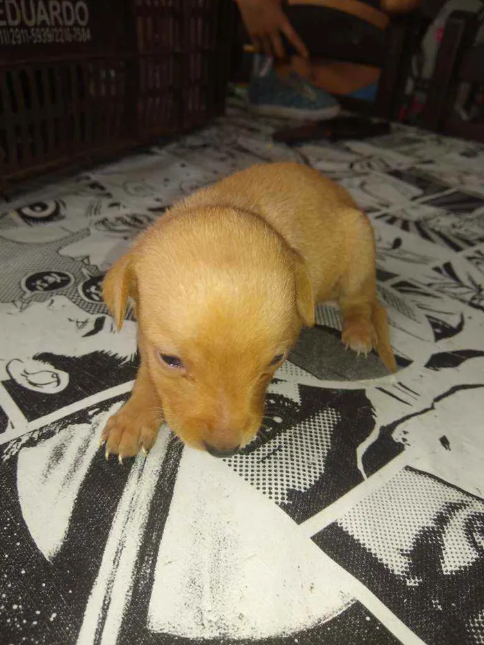 Cachorro ra a Indefinida idade Abaixo de 2 meses nome Não tem nome
