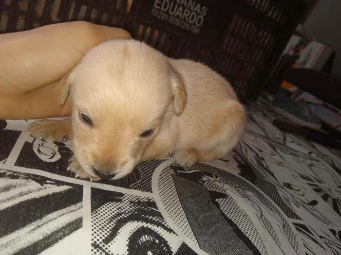 Cachorro ra a Indefinida idade Abaixo de 2 meses nome Não tem nome