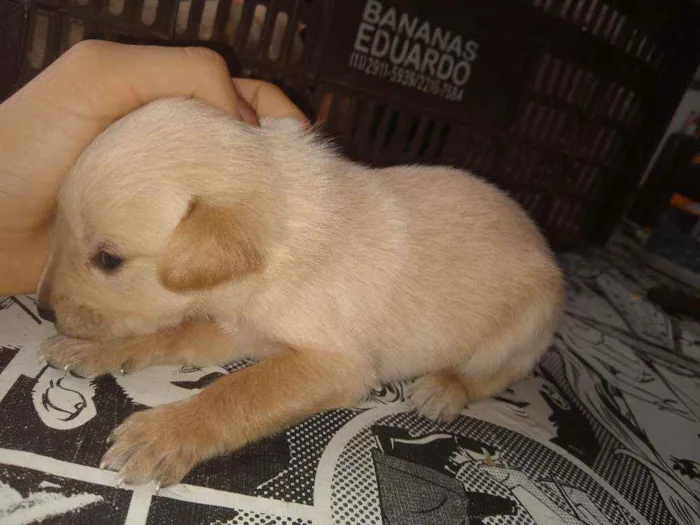 Cachorro ra a Indefinida idade Abaixo de 2 meses nome Não tem nome