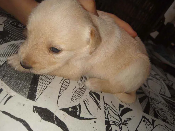 Cachorro ra a Indefinida idade Abaixo de 2 meses nome Não tem nome