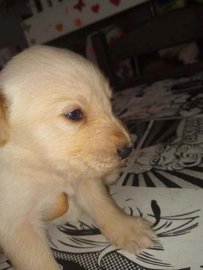 Cachorro ra a Indefinida idade Abaixo de 2 meses nome Não tem nome