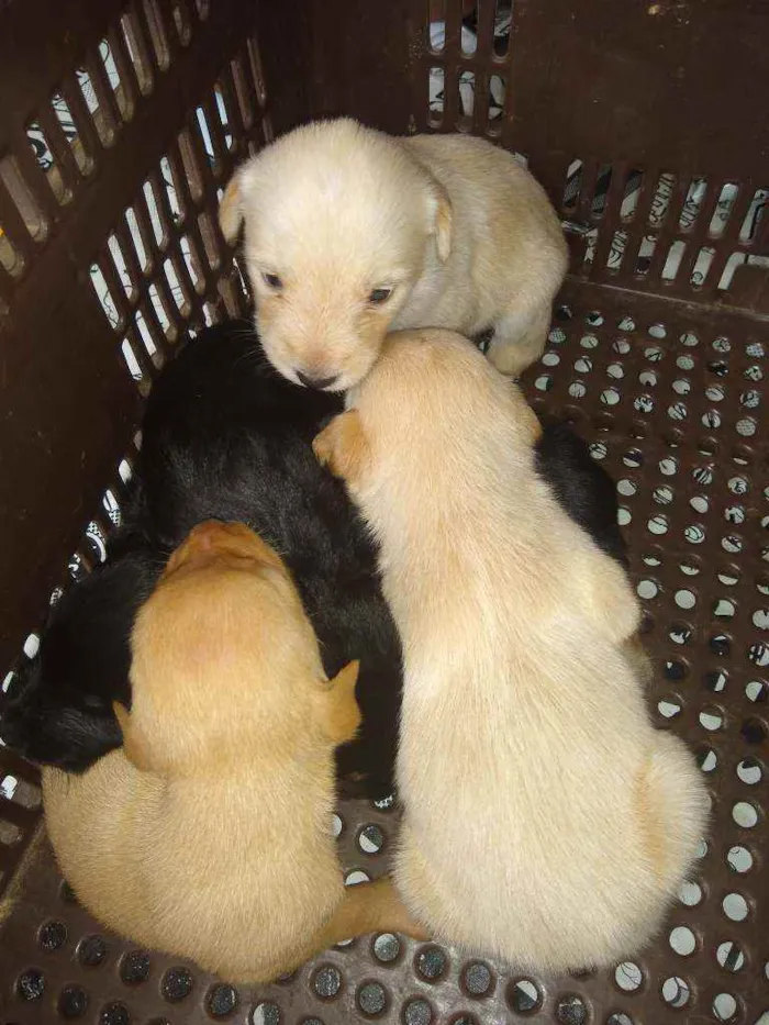 Cachorro ra a Indefinida idade Abaixo de 2 meses nome Não tem nome