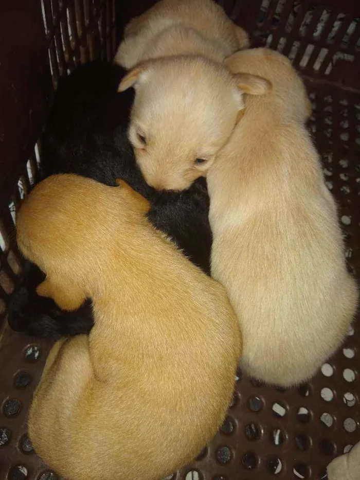 Cachorro ra a Indefinida idade Abaixo de 2 meses nome Não tem nome