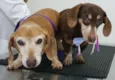 TODDY E LILLY