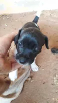 Filhotes