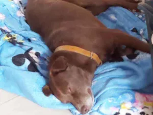Cachorro raça SRD idade 2 anos nome Chocolate