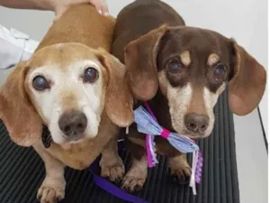 Cachorro raça DASCHUND idade 6 ou mais anos nome TODDY E LILLY