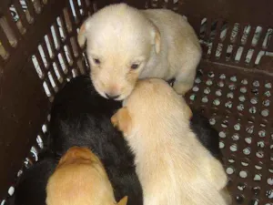 Cachorro raça Indefinida idade Abaixo de 2 meses nome Não tem nome