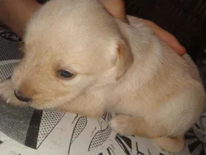 Cachorro raça Indefinida idade Abaixo de 2 meses nome Não tem nome