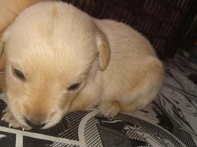 Cachorro ra a Indefinida idade Abaixo de 2 meses nome Não tem nome