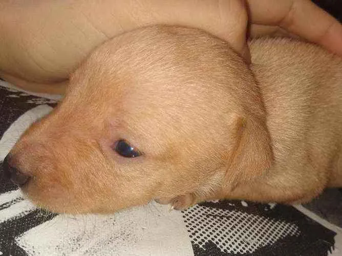 Cachorro ra a Indefinida idade Abaixo de 2 meses nome Não tem nome
