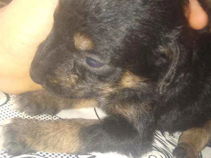 Cachorro ra a Indefinida idade Abaixo de 2 meses nome Não tem nome