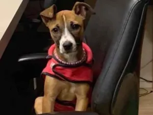 Cachorro raça SRD idade 2 a 6 meses nome MINA
