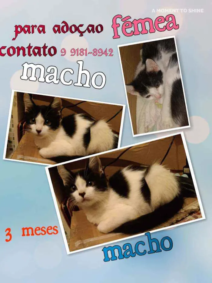 Gato raça Srd idade 2 a 6 meses nome Irmaos buscape