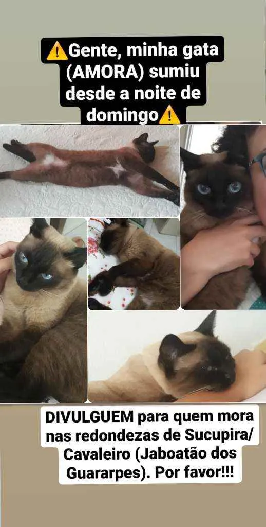 Gato ra a Siamêsa idade 6 ou mais anos nome Amora