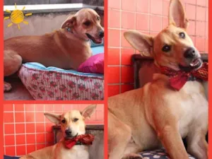 Cachorro raça SRD idade 7 a 11 meses nome Scooby