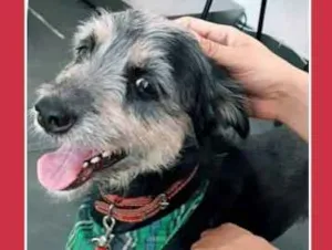 Cachorro raça SRD idade 2 anos nome Mustafah
