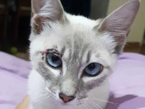 Gato raça SRD idade 2 a 6 meses nome JULIE