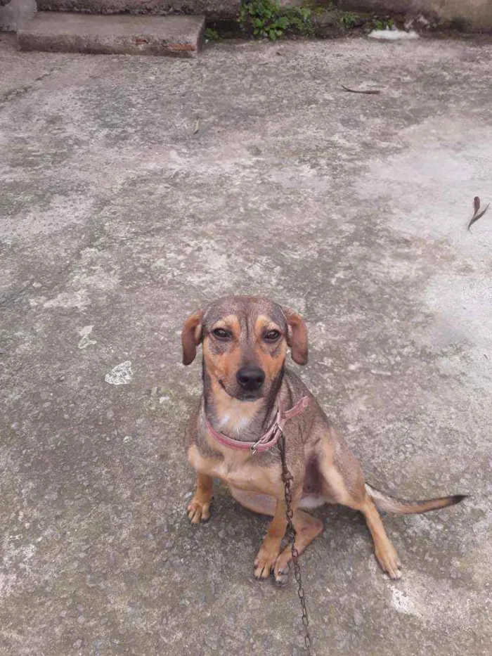 Cachorro ra a vira lata idade 2 anos nome Betovinha