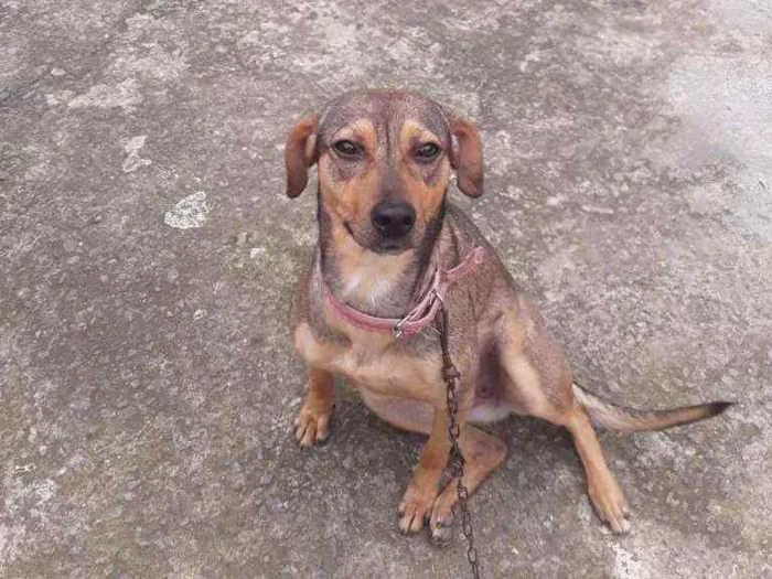 Cachorro ra a vira lata idade 2 anos nome Betovinha