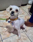Chico 