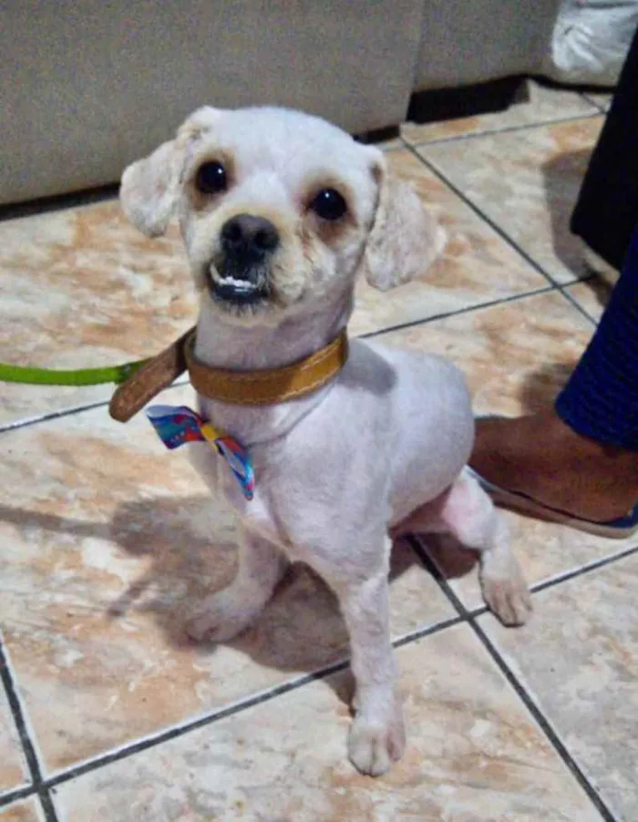 Cachorro ra a Shitzu idade 7 a 11 meses nome Chico 