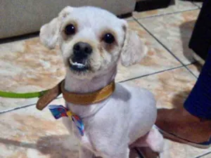 Cachorro raça Shitzu idade 7 a 11 meses nome Chico 