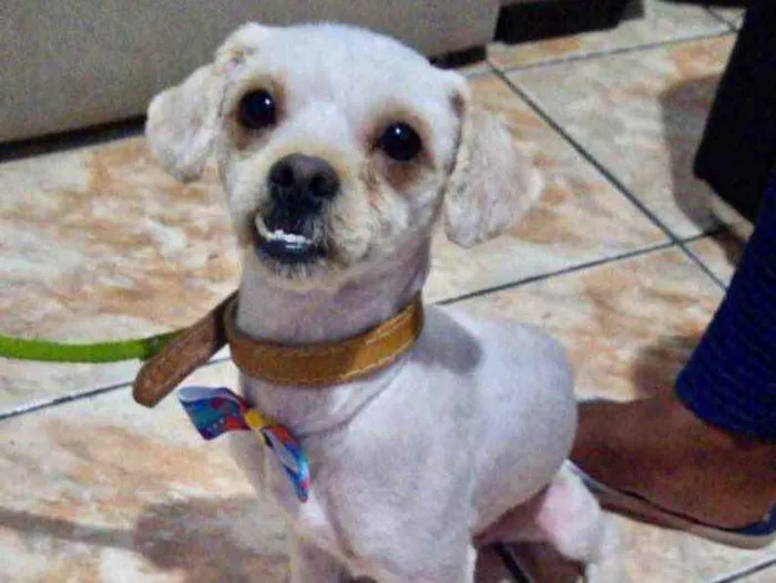 Cachorro ra a Shitzu idade 7 a 11 meses nome Chico 