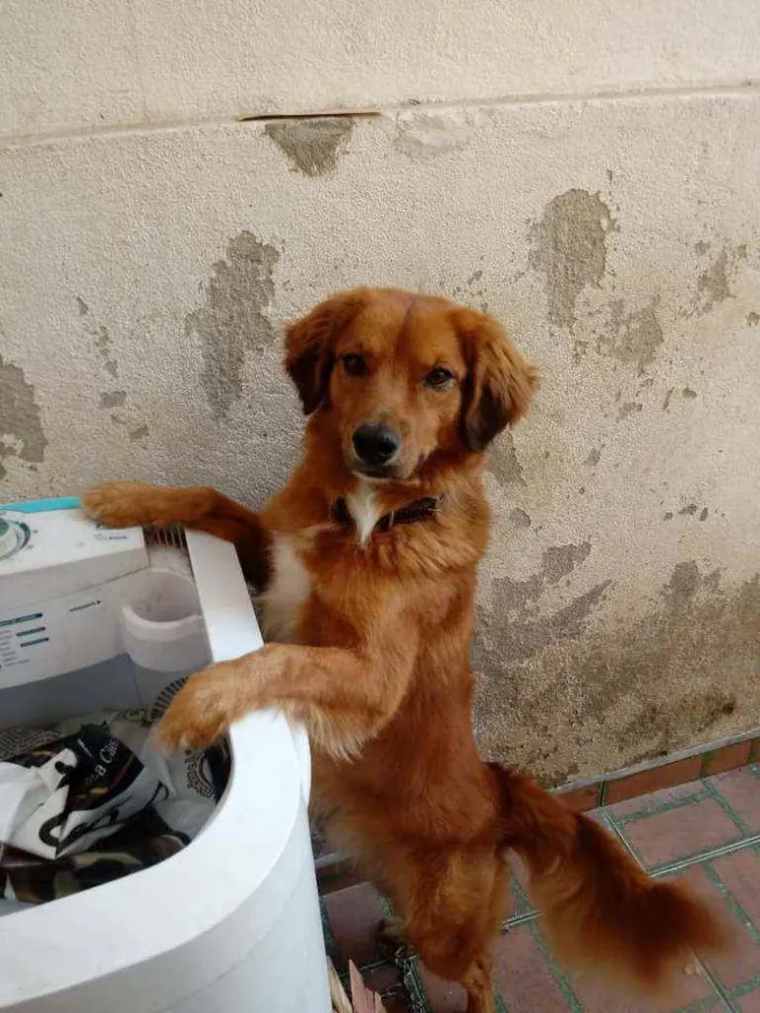 Cachorro raça Viralata idade 4 anos nome Flap