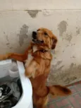 Flap