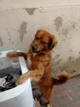 Flap