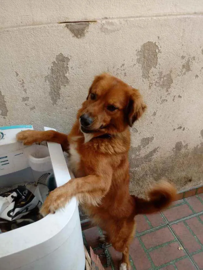 Cachorro raça Viralata idade 4 anos nome Flap