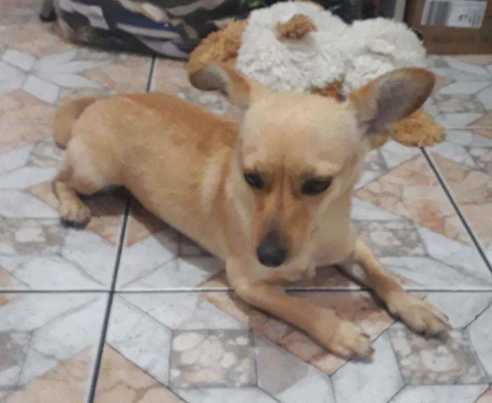 Cachorro ra a Srd idade 1 ano nome Lobinha