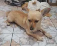 Lobinha