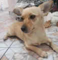 Lobinha